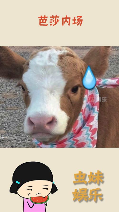 娱乐吃瓜抖音,娱乐热点一网打尽